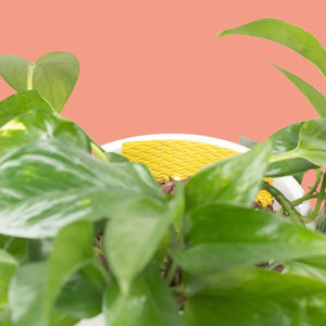 Compostable Gnat Traps – We the Wild – Love Shack Giftware