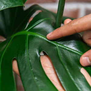 We the Wild – Protect Spray with Neem – Leaves – Love Shack Giftware