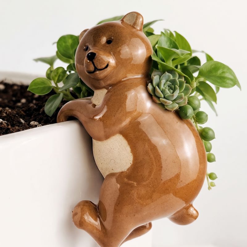 A glossy brown ceramic bear planter with a cream-colored chest, shown climbing out of a white planter with green succulent plants.-Bear Pot Hanger