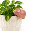 A pink ceramic pig figurine with a gold snout and feet, perched on the rim of a white ribbed planter pot containing a green variegated pothos plant, set against a plain white background.-Pig Pot Hanger