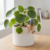 A potted Chinese Money Plant (Pilea peperomioides) with round green leaves in a white ceramic pot, featuring a decorative snail figurine on the side, set on a light wooden table.-Snail Pot Hanger Green 8cm