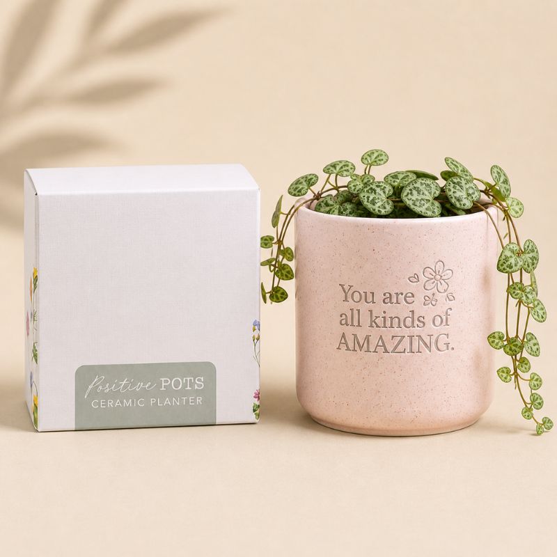 Splosh ceramic planter with gift box packaging on beige background