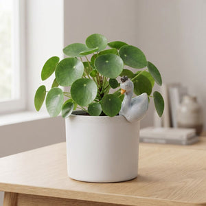 A potted Chinese water plant with round green leaves in a white ceramic pot, styled on a light wood table with a small duck figurine peeking out from the side.-Swan Pot Hanger White 9cm