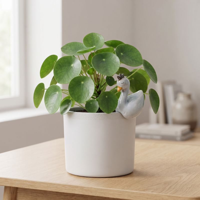 A potted Chinese water plant with round green leaves in a white ceramic pot, styled on a light wood table with a small duck figurine peeking out from the side.-Swan Pot Hanger White 9cm