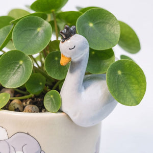 A small decorative duck figurine with a black crown and orange beak nestled among glossy green round-leaf plant leaves in a white ceramic pot.-Swan Pot Hanger White 9cm