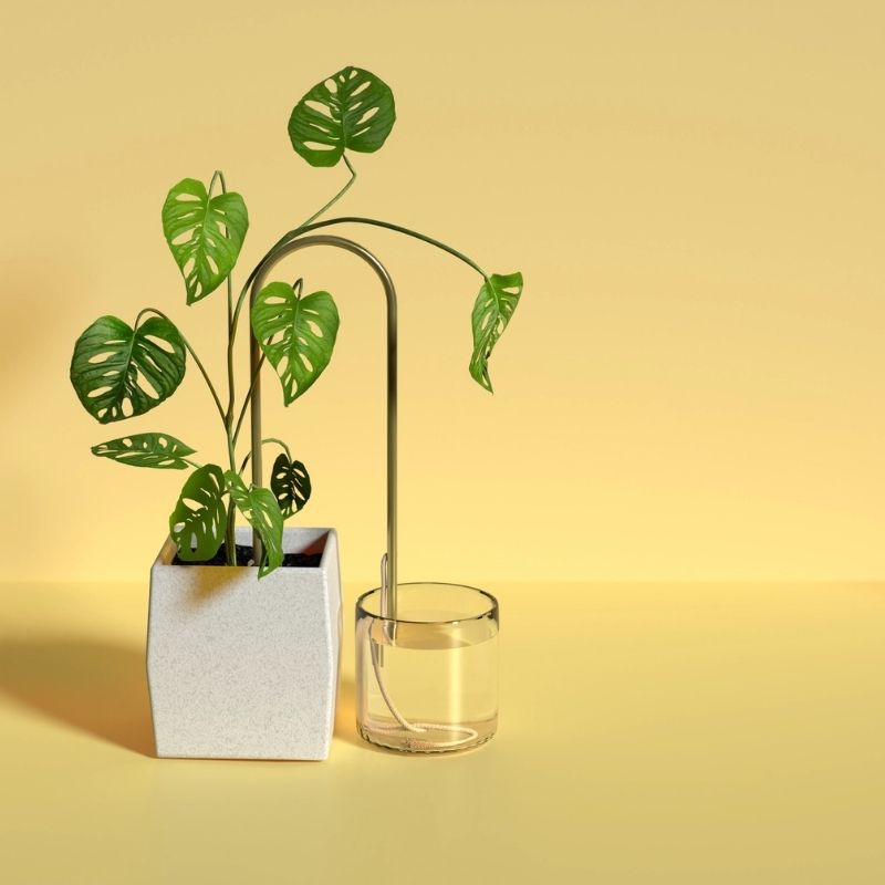 We the Wild – Self-Watering Plant Climber – Love Shack Giftware