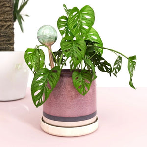 We the Wild – Self-Watering Plant Globes – Love Shack Giftware